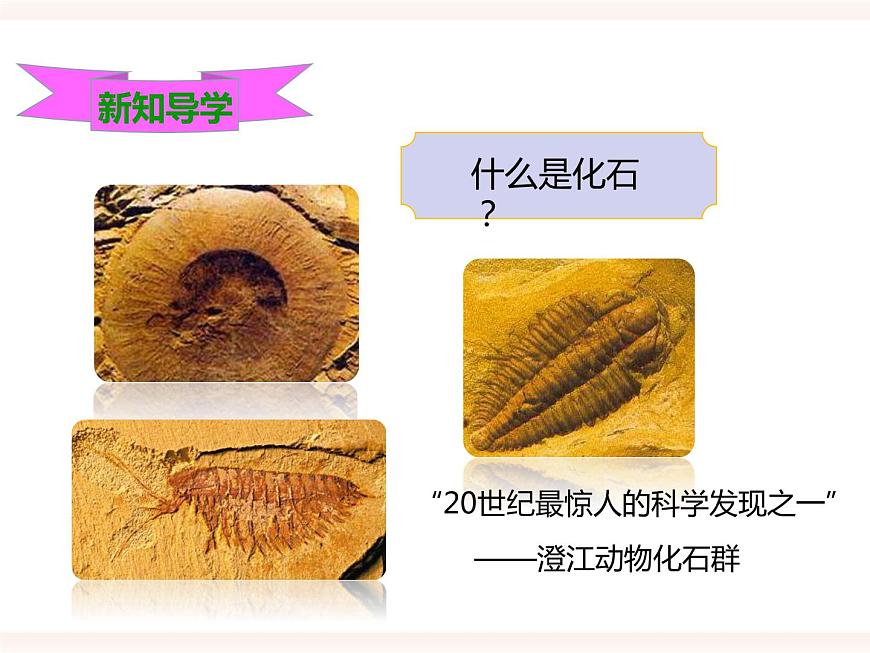 第六單元第三章第二節(jié)(一)《生物進化的歷程》課件第4頁