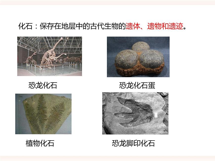 第六單元第三章第二節(jié)(一)《生物進化的歷程》課件第5頁