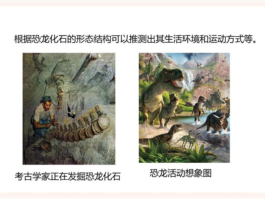 第六單元第三章第二節(jié)(一)《生物進化的歷程》課件第6頁