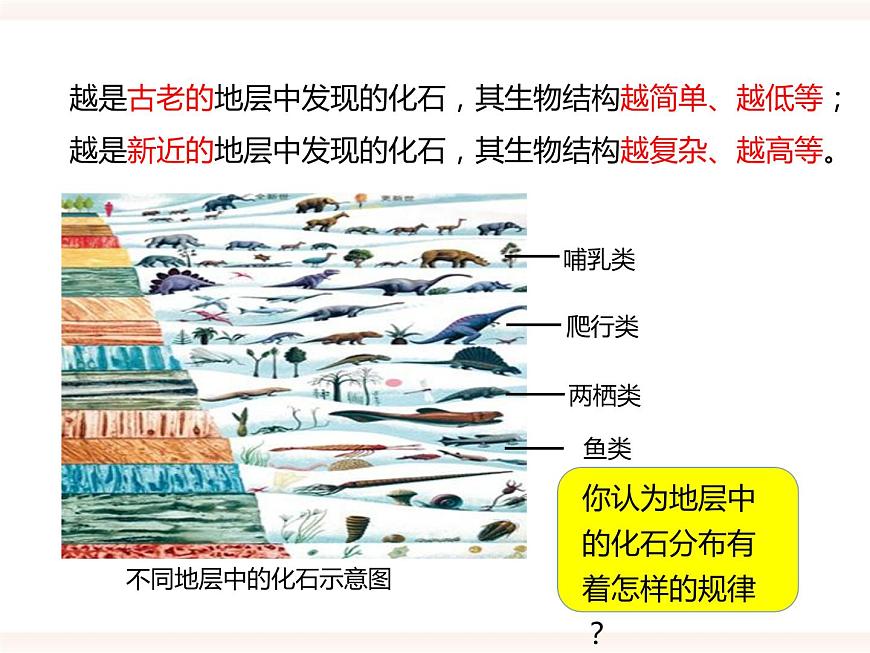第六單元第三章第二節(jié)(一)《生物進化的歷程》課件第8頁