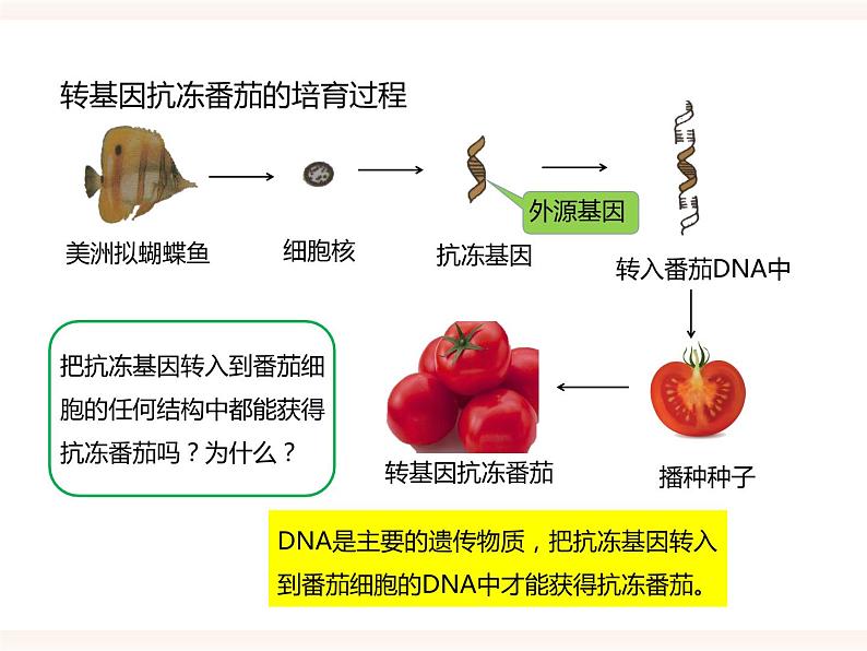 第六单元第四章《现代生物技术》(课件)第4页