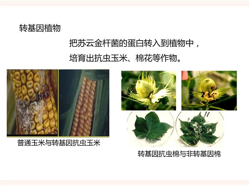 第六单元第四章《现代生物技术》(课件)第6页