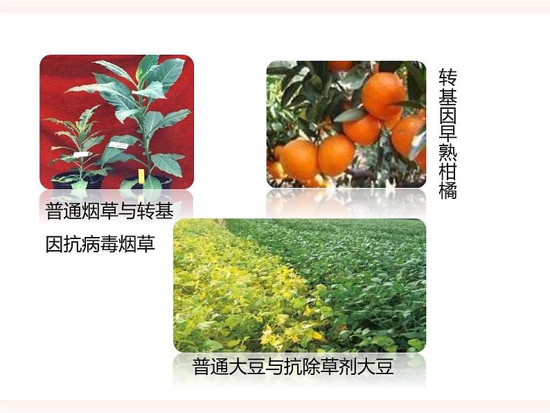 第六单元第四章《现代生物技术》(课件)第7页
