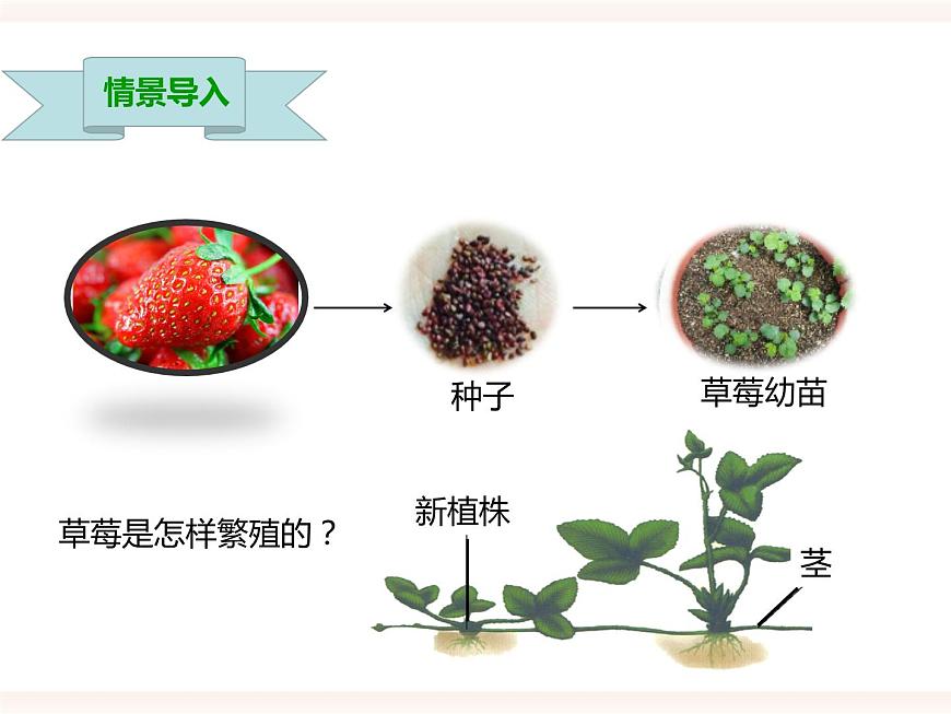 第一章第一節(jié) 被子植物的生殖（二）無性生殖（課件）第2頁