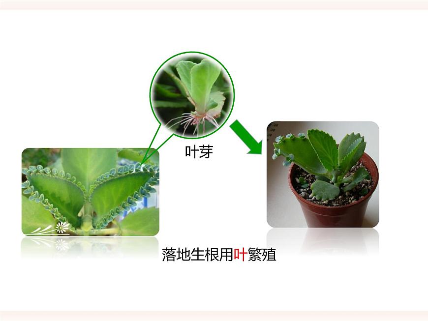 第一章第一節(jié) 被子植物的生殖（二）無性生殖（課件）第4頁