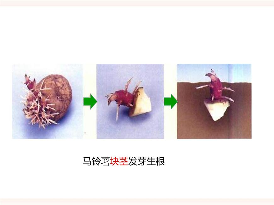 第一章第一節(jié) 被子植物的生殖（二）無性生殖（課件）第5頁