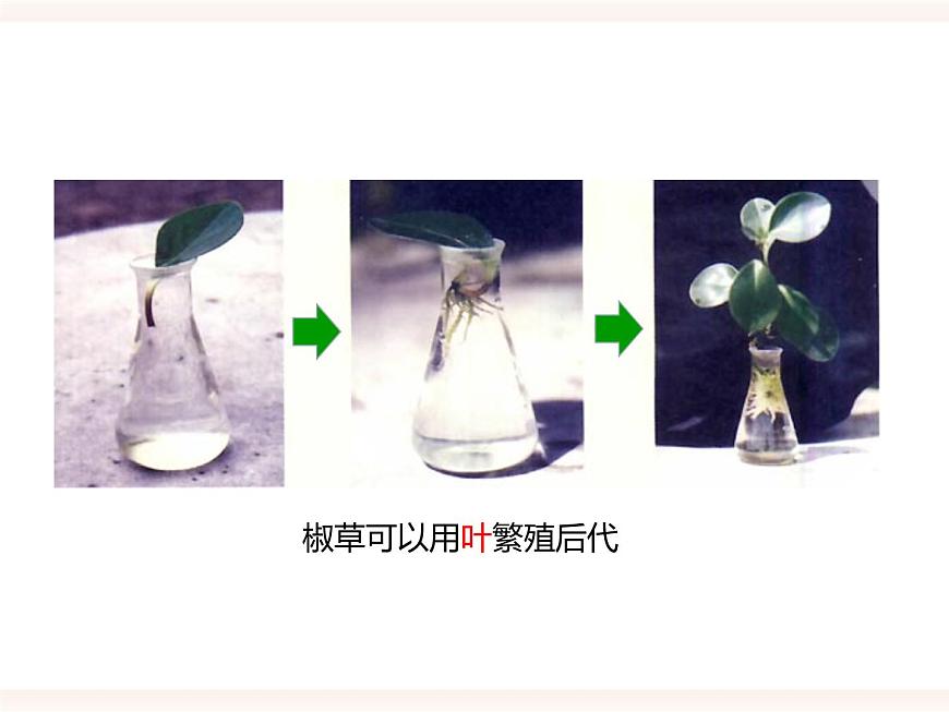 第一章第一節(jié) 被子植物的生殖（二）無性生殖（課件）第7頁