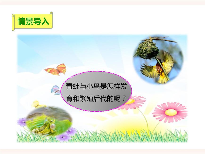 第六單元第一章第二節(jié)（二）兩棲類、鳥類的生殖和發(fā)育（課件）第2頁