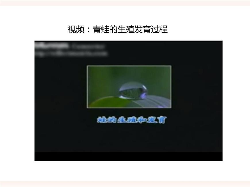 第六單元第一章第二節(jié)（二）兩棲類、鳥類的生殖和發(fā)育（課件）第6頁