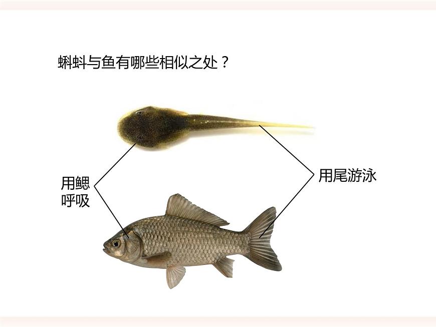 第六單元第一章第二節(jié)（二）兩棲類、鳥類的生殖和發(fā)育（課件）第8頁