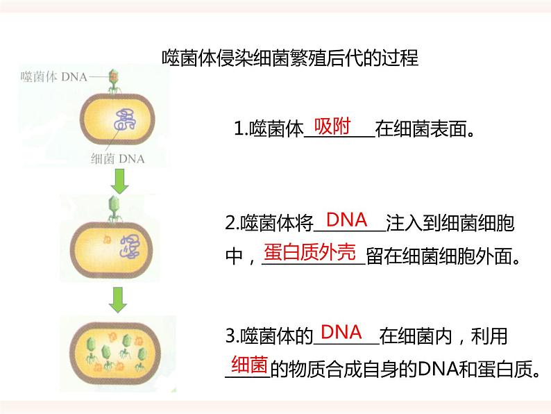 第六单元第二章第一节(二)《遗传的物质基础》(课件)第5页