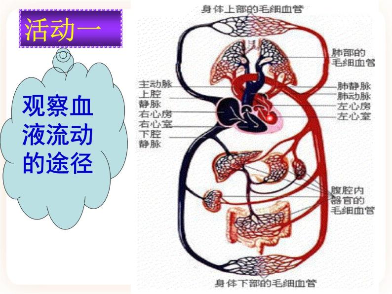 2.3物质运输的路线 课件05