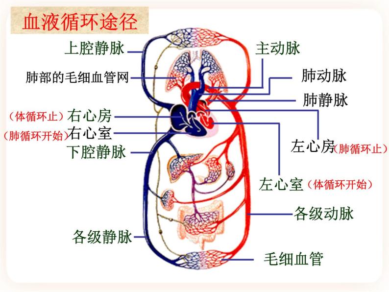 2.3物质运输的路线 课件06