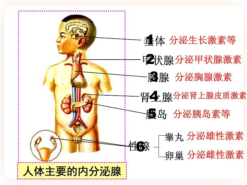 冀教版生物七年级下册 2.5.1激素与生长发育 课件08