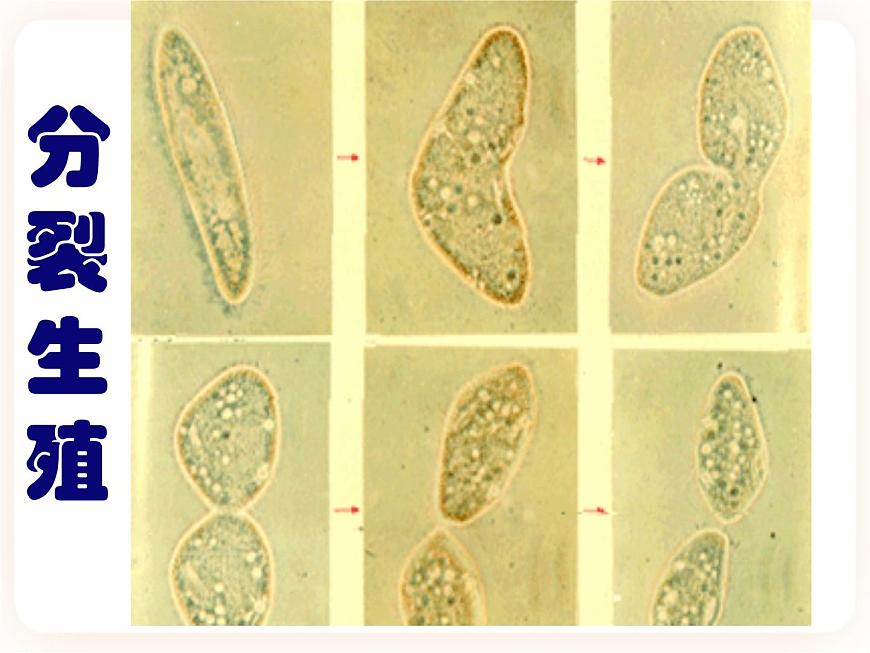 21.1生物的無(wú)性生殖 課件第5頁(yè)