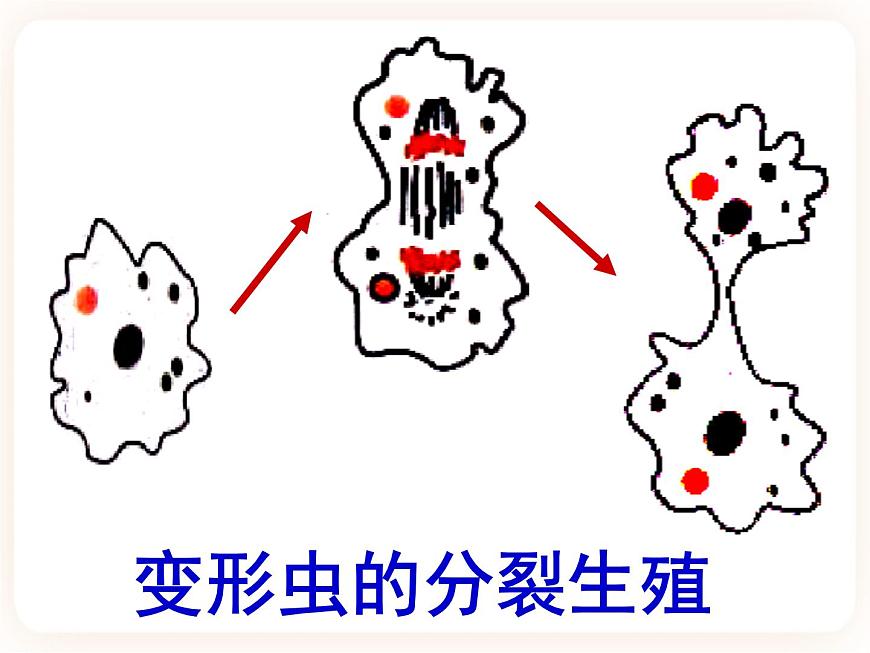 21.1生物的無(wú)性生殖 課件第6頁(yè)