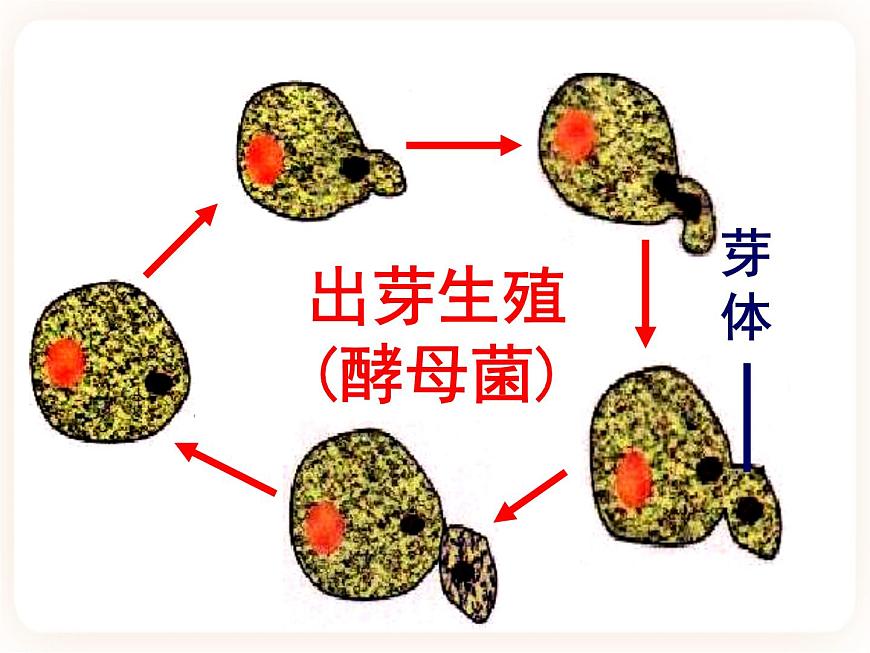 21.1生物的無(wú)性生殖 課件第8頁(yè)