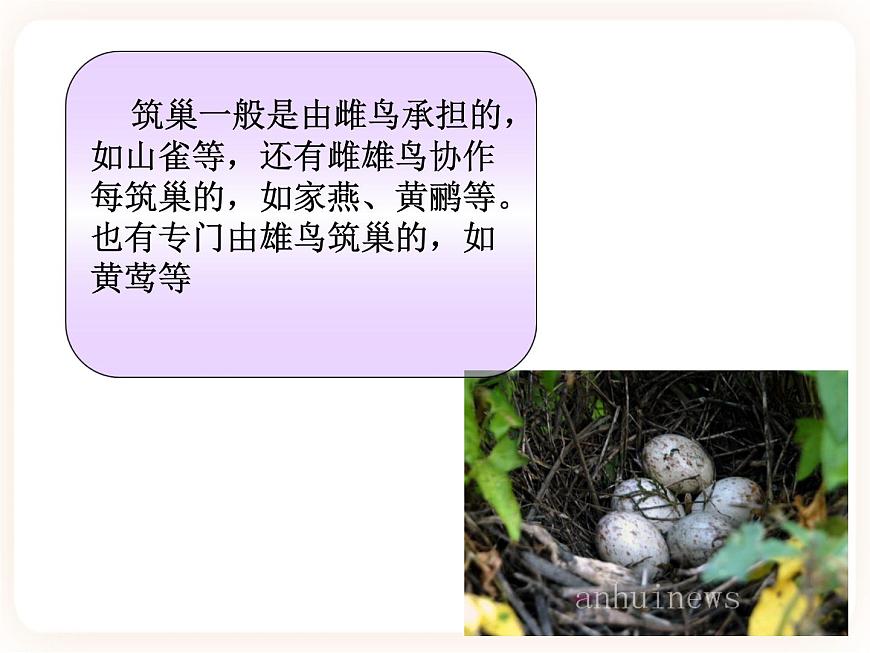 21.5鳥類的生殖與發(fā)育 課件第4頁