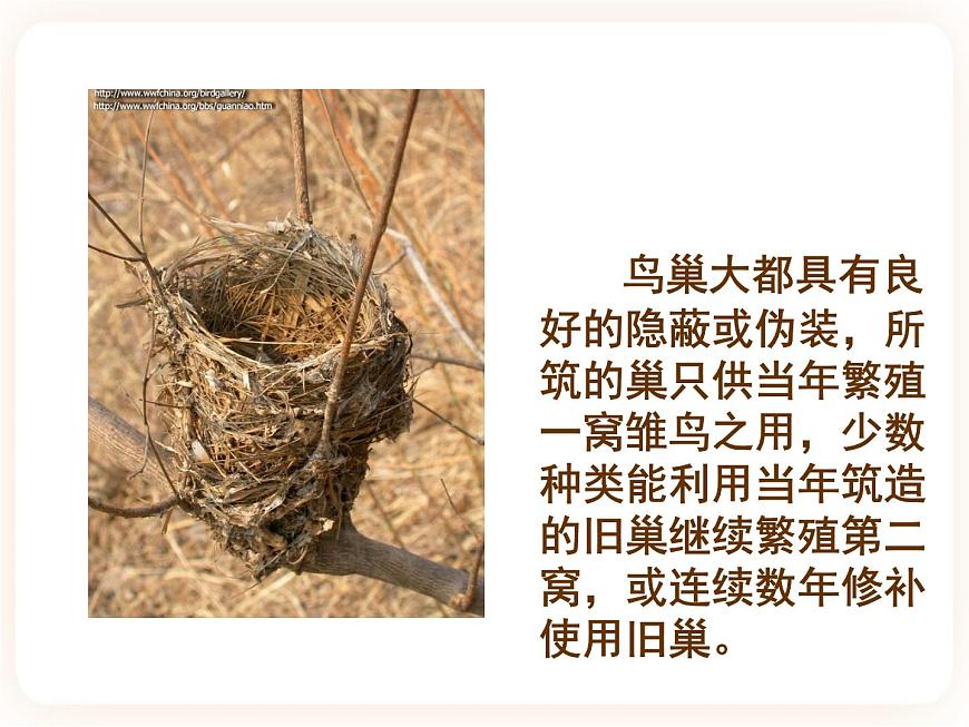 21.5鳥類的生殖與發(fā)育 課件第5頁