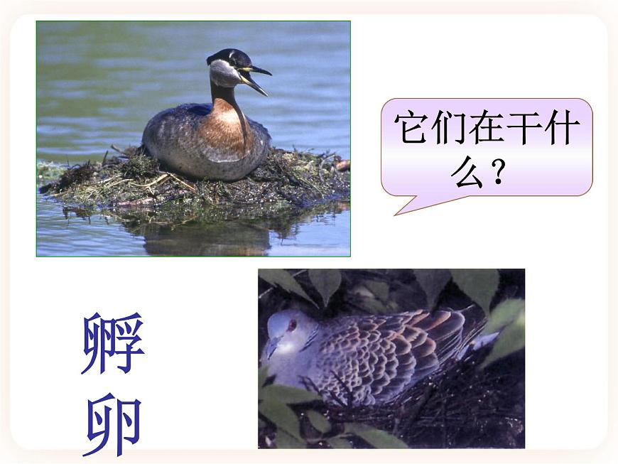 21.5鳥類的生殖與發(fā)育 課件第6頁
