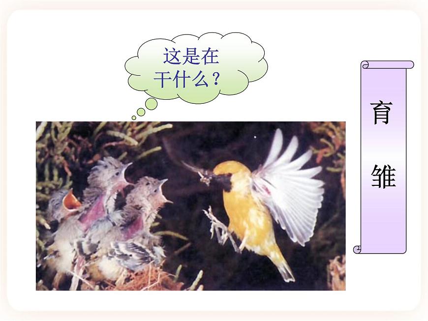 21.5鳥類的生殖與發(fā)育 課件第8頁