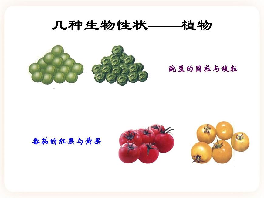 22.1dna是主要的遺傳物質(zhì) 課件第4頁