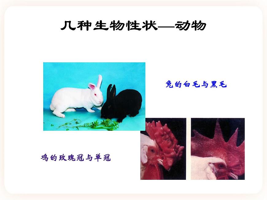 22.1dna是主要的遺傳物質(zhì) 課件第5頁