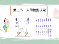 22.3人的性别决定 课件