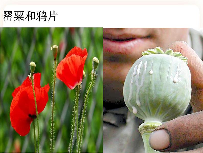 第二节拒绝毒品 课件第5页