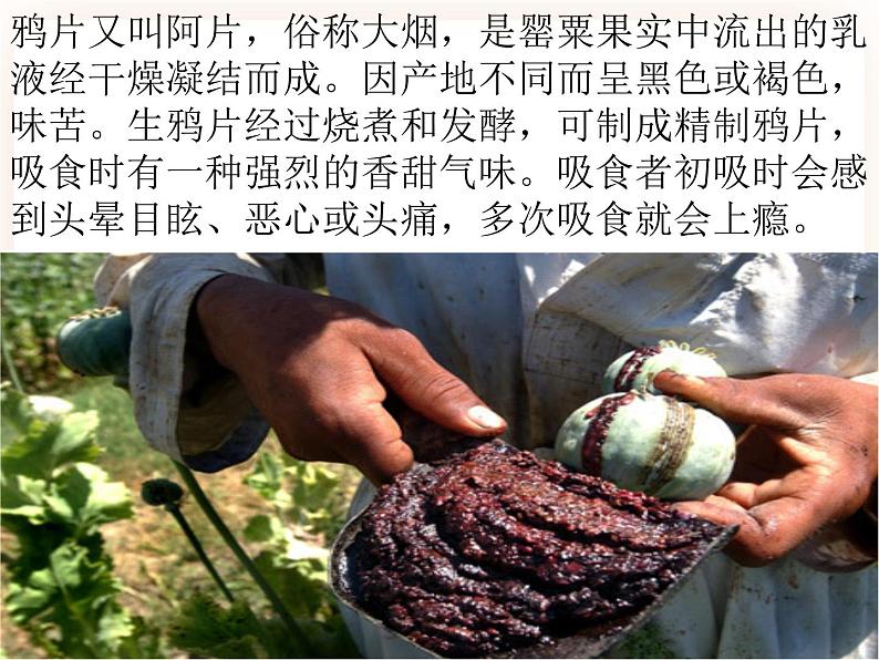 第二节拒绝毒品 课件第6页