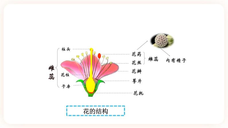 7.1.1植物的生殖 课件05