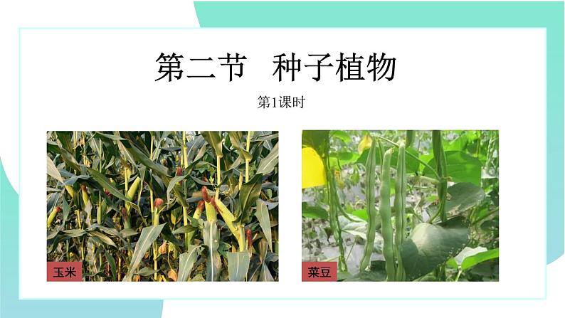 3.1.2种子植物:第1课时(教学课件)-2022-2023学年人教版生物七年级上册01
