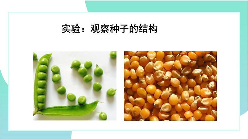 3.1.2种子植物:第1课时(教学课件)-2022-2023学年人教版生物七年级上册02