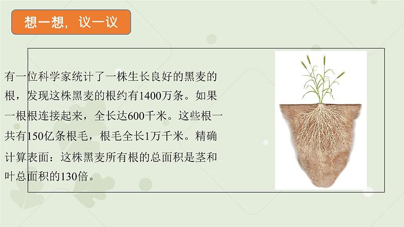 3.2.2植株的生长:第1课时(教学课件)-2022-2023学年人教版生物七年级上册02