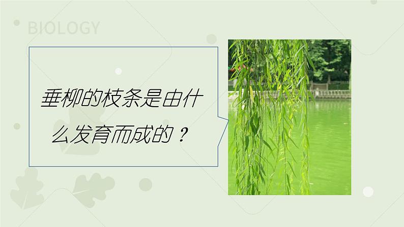 3.2.2植株的生长:第2课时(教学课件)-2022-2023学年人教版生物七年级上册第4页