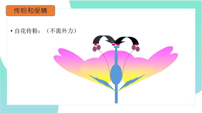 3.2.3开花和结果:第2课时(教学课件)-2022-2023学年人教版生物七年级上册第6页