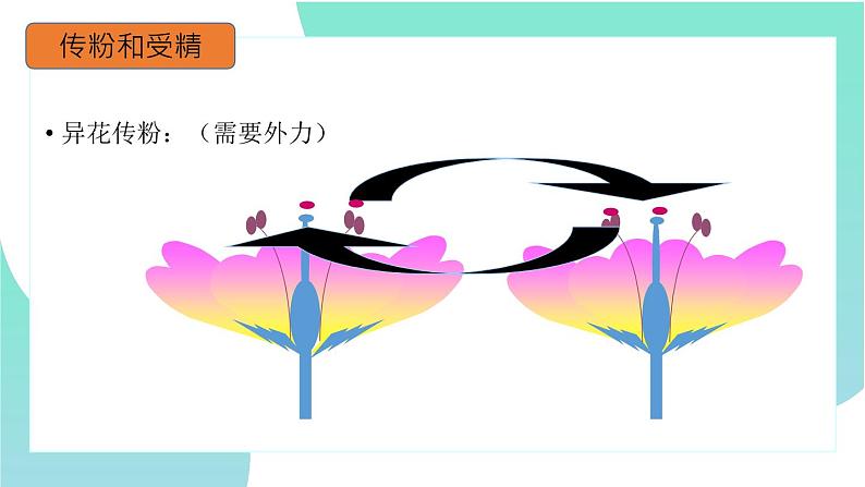 3.2.3开花和结果:第2课时(教学课件)-2022-2023学年人教版生物七年级上册第7页