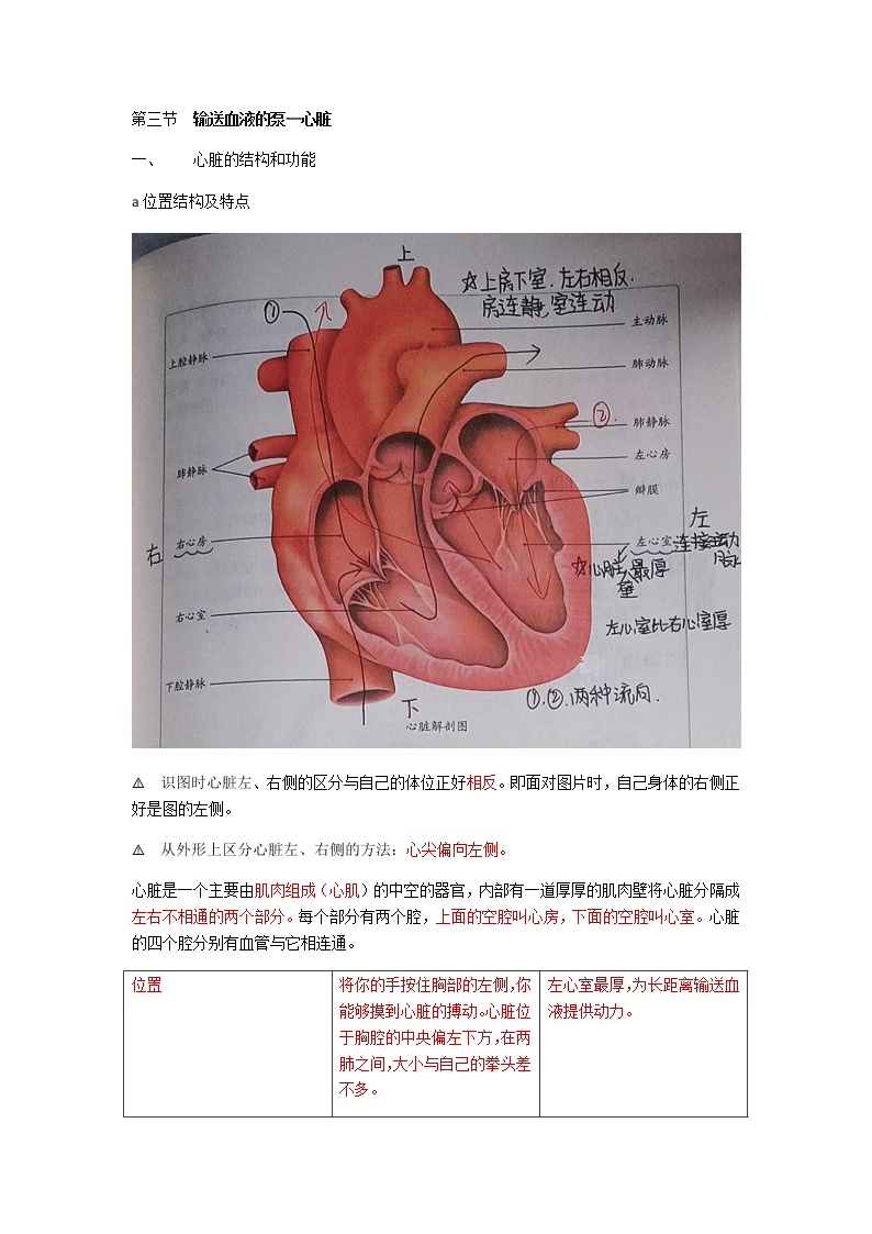 人教版生物七年级下册第四单元第四章第三节《输送血液的泵—心脏》知识点