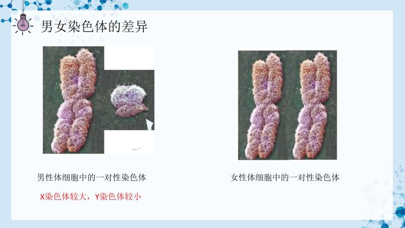 【人教版】八下生物 7.2.4 人的性别遗传（课件+同步练习）06