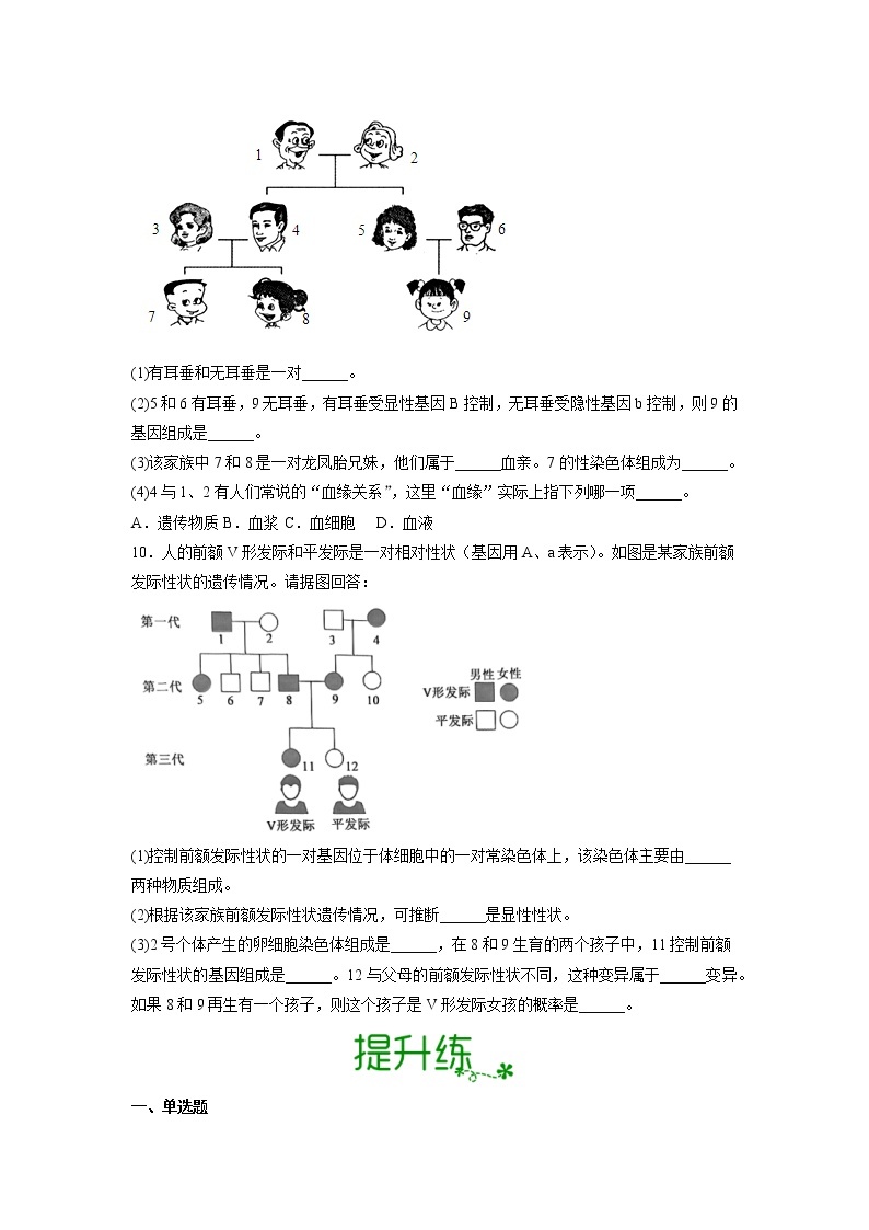 【人教版】八下生物 7.2.4 人的性别遗传（课件+同步练习）02