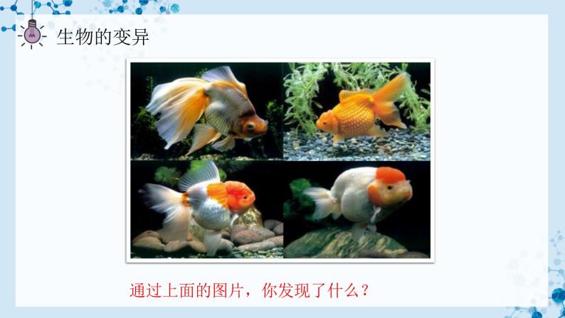 【人教版】八下生物 7.2.5 生物的变异（课件+同步练习）04