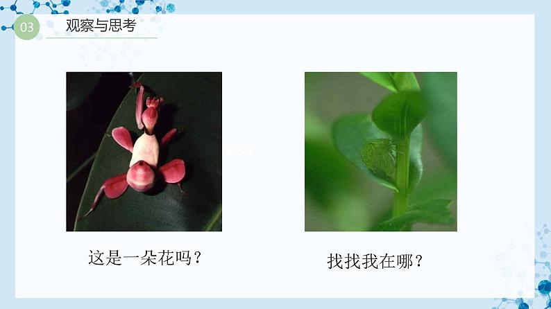 【人教版】八下生物 7.3.3 生物进化的原因(课件+同步练习)05