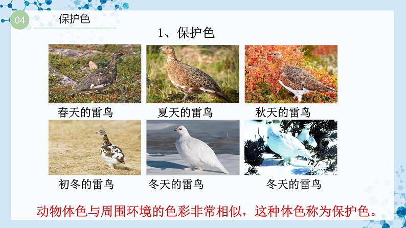 【人教版】八下生物 7.3.3 生物进化的原因(课件+同步练习)06