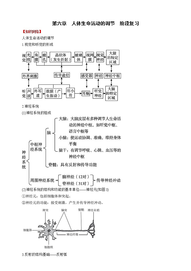 人教版生物七年级下册同步练习第六章 人体生命活动的调节 阶段复习第1页