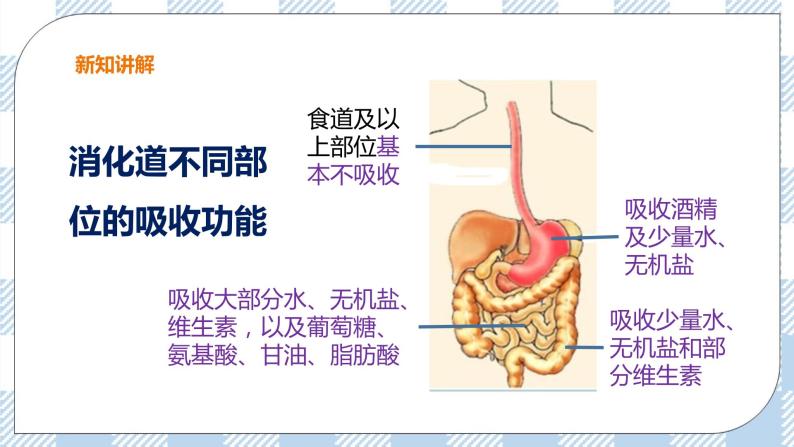 2.1.3 营养物质的吸收和利用 课件+教案+练习04