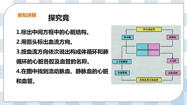 2.2.3 物质运输的路线 课件+教案+练习+视频08