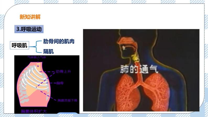 3.1 呼吸第2课时 课件+教案+练习+视频05