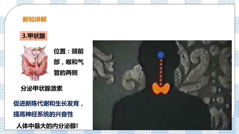 5.1 激素与生长发育 课件+教案+练习+视频07