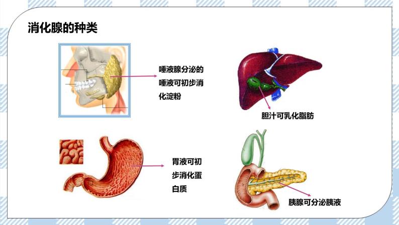 4.8.2食物的消化和营养物质的吸收 课件+同步练习+视频06