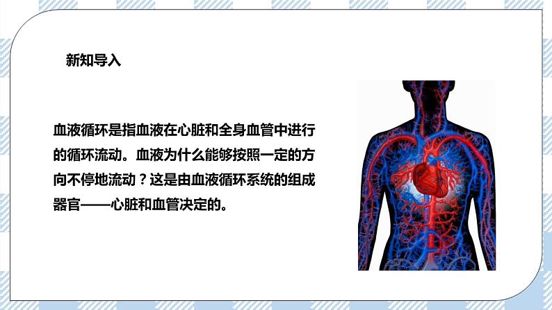 4.9.2血液循环 课件第3页